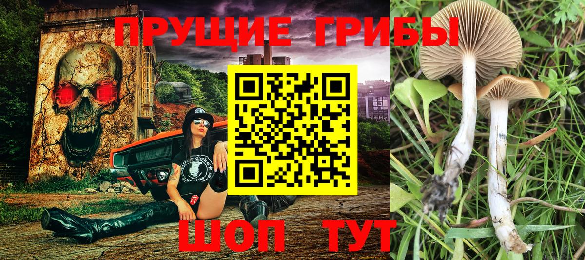 Псилоцибиновые грибы Psilocybe  Вход с VPN  Белогорск 
